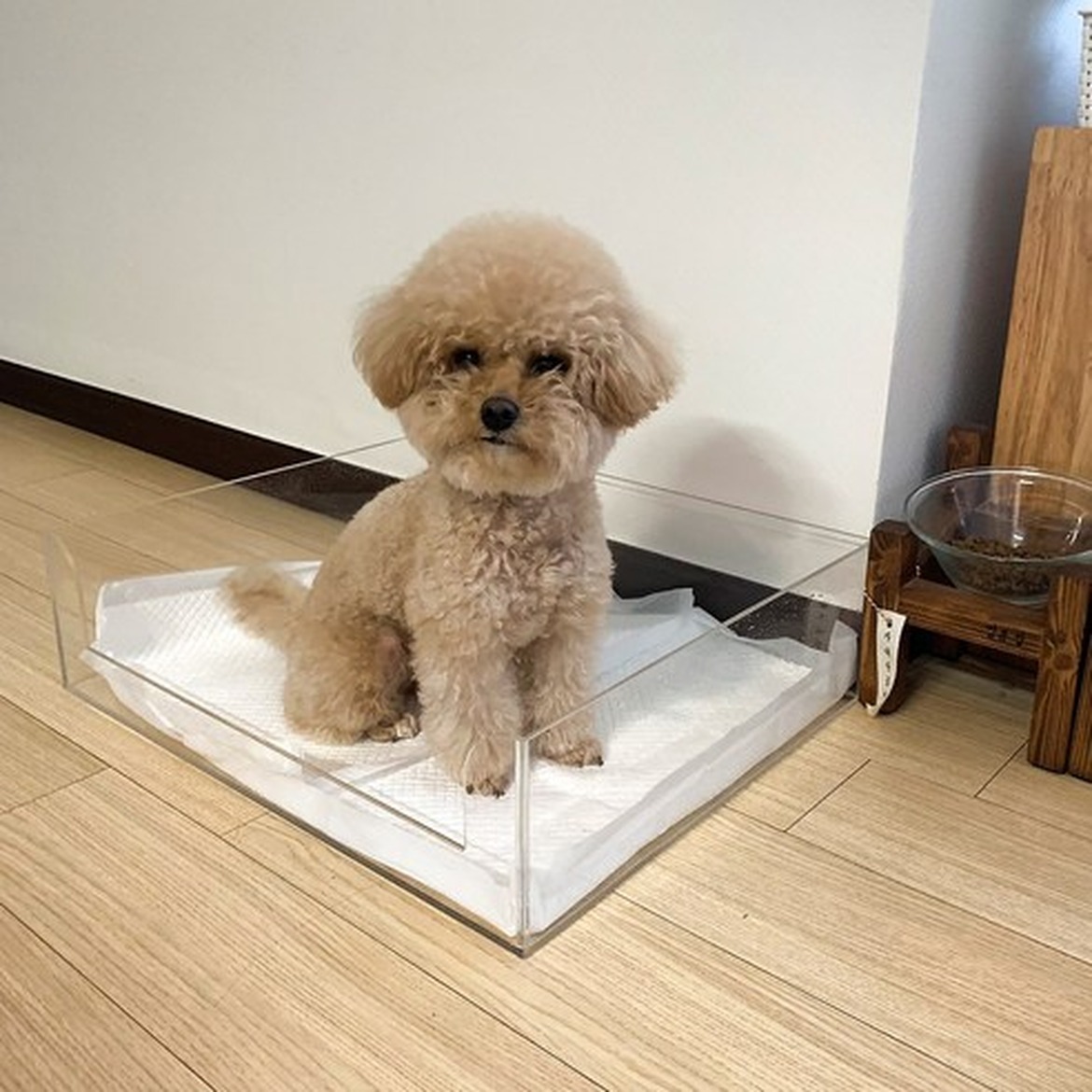 카무라라 반려동물 벽지 보호 시트, 무광으로 디자인한 위생적인 공간