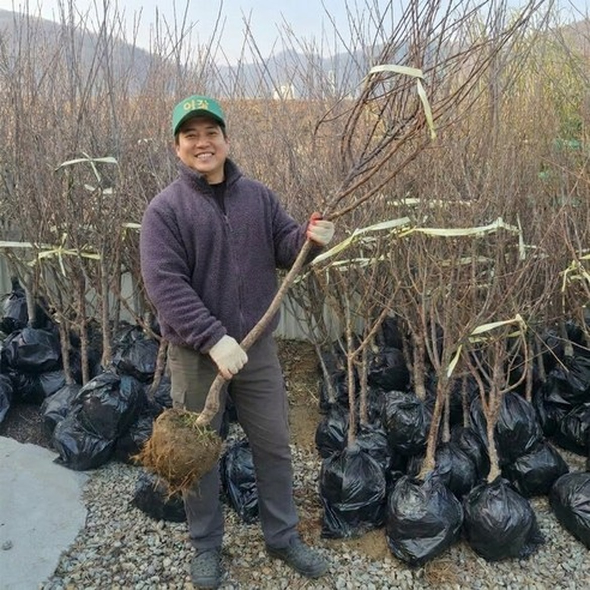 왕앵두나무 묘목으로 여름의 과일 풍미