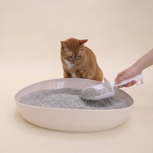 고양이용 두부모래 선택 시 알아야 할 점과 두부혁명 제품 특징
